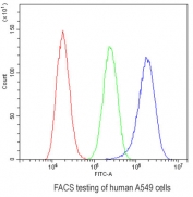 Flow cytometry testing of human A549 cells with Cortactin antibody at 1ug/10^6 cells (blocked with goat sera); Red=cells alone, Green=isotype control, Blue= Cortactin antibody.