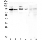 Western blot testing of human 1) K562, 2) A549, 3) HeLa, 4) A431, 5) rat brain and 6) mouse brain lysate with SP1 antibody. Expected molecular weight: 81-95 kDa.