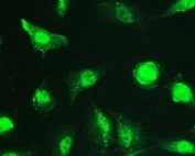 Immunofluorescent staining of FFPE human A549 cells with SP1 antibody (green) at 2ug/ml. HIER: steam section in pH6 citrate buffer for 20 min.
