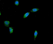 Immunofluorescent staining of FFPE human U-2 OS cells with AES antibody (green) and DAPI nuclear stain (blue). HIER: steam section in pH6 citrate buffer for 20 min.