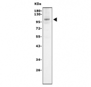 Western blot testing of human HEK293 cell lysate with AHR antibody. Predicted molecular weight ~96 kDa.