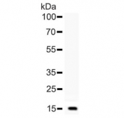 Western blot testing of human recombinant partial protein with BTC antibody.