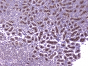 IHC staining of FFPE mouse kidney with Mcp2 antibody at 1ug/ml. HIER: boil tissue sections in pH6, 10mM citrate buffer, for 10-20 min followed by cooling at RT for 20 min.