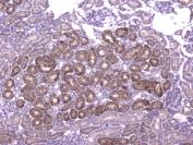 IHC staining of FFPE rat kidney with Mcp2 antibody at 1ug/ml. HIER: boil tissue sections in pH6, 10mM citrate buffer, for 10-20 min followed by cooling at RT for 20 min.