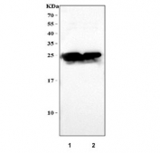 Western blot testing of human recombinant protein at 1) 10ng/lane and 2) 5ng/lane with C Reactive Protein antibody at 0.5ug/ml. Predicted molecular weight ~26 kDa.