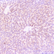 IHC staining of FFPE rat liver with C Reactive Protein antibody at 1ug/ml. HIER: boil tissue sections in pH6, 10mM citrate buffer, for 10-20 min followed by cooling at RT for 20 min.
