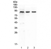 Western blot testing of 1) human K562, 2) rat brain and 3) mouse brain lysate with CUL2 antibody at 0.5ug/ml. Predicted molecular weight: ~87 kDa.