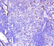 IHC staining of FFPE mouse spleen with CXCL12 antibody at 0.5ug/ml. HIER: boil tissue sections in pH6, 10mM citrate buffer, for 10-20 min followed by cooling at RT for 20 min.