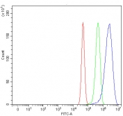 Western blot testing of 1) rat kidney and 2) mouse kidney lysate with DDR2 antibody at 0.5ug/ml. Predicted molecular weight: 97-116 kDa.