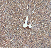 IHC staining of FFPE rat liver tissue with DDT antibody. HIER: boil tissue sections in pH8 EDTA for 10-20 min followed by cooling at RT for 20 min.