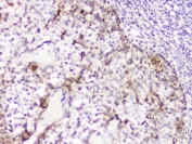 IHC staining of FFPE human tonsil with DDT antibody at 2ug/ml. HIER: boil tissue sections in pH6, 10mM citrate buffer, for 10-20 min followed by cooling at RT for 20 min.