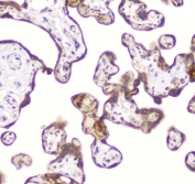 IHC staining of FFPE human placenta with DDT antibody at 2ug/ml. HIER: boil tissue sections in pH6, 10mM citrate buffer, for 10-20 min followed by cooling at RT for 20 min.