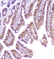 IHC staining of FFPE mouse small intestine with DDT antibody at 2ug/ml. HIER: boil tissue sections in pH6, 10mM citrate buffer, for 10-20 min followed by cooling at RT for 20 min.
