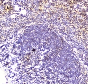 IHC staining of FFPE mouse spleen with DDT antibody at 2ug/ml. HIER: boil tissue sections in pH6, 10mM citrate buffer, for 10-20 min followed by cooling at RT for 20 min.