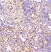 IHC staining of FFPE rat spleen with DDT antibody at 2ug/ml. HIER: boil tissue sections in pH6, 10mM citrate buffer, for 10-20 min followed by cooling at RT for 20 min.