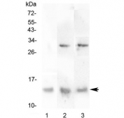 Western blot testing of 1) human HL-60, 2) rat liver and 3) mouse liver lysate with DDT antibody at 0.5ug/ml. Predicted molecular weight ~14 kDa.
