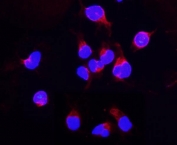 Immunofluorescent staining of FFPE human U-2 OS cells with DDT antibody (red) and DAPI nuclear stain (blue). HIER: steam section in pH6 citrate buffer for 20 min.