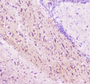 IHC staining of FFPE mouse brain tissue with ELAVL2 antibody at 1ug/ml. HIER: boil tissue sections in pH6, 10mM citrate buffer, for 10-20 min followed by cooling at RT for 20 min.