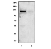 Western blot testing of human 1) HepG2 and 2) A549 cell lysate with EML4 antibody at 0.5ug/ml. Expected molecular weight: 108-120 kDa.
