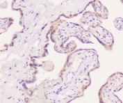 IHC staining of FFPE human placenta with EML4 antibody at 1ug/ml. HIER: boil tissue sections in pH6, 10mM citrate buffer, for 10-20 min followed by cooling at RT for 20 min.