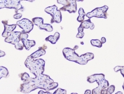 IHC staining of FFPE human placenta with NSE antibody at 1ug/ml. HIER: boil tissue sections in pH6, 10mM citrate buffer, for 10-20 min followed by cooling at RT for 20 min.