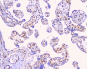 IHC staining of FFPE human placenta with CD32 antibody at 1ug/ml. HIER: boil tissue sections in pH6, 10mM citrate buffer, for 10-20 min followed by cooling at RT for 20 min.