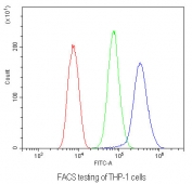 Flow cytometry testing of human THP-1 cells with CD32 antibody at 1ug/10^6 cells (blocked with goat sera); Red=cells alone, Green=isotype control, Blue= CD32 antibody.