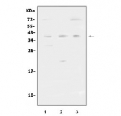 Flow cytometry testing of human THP-1 cells with CD32 antibody at 1ug/10^6 cells (blocked with goat sera); Red=cells alone, Green=isotype control, Blue= CD32 antibody.