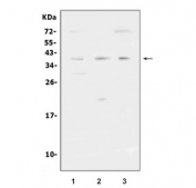 Western blot testing of 1) human ThP-1, 2) rat brain and 3) mouse Neuro-2a cell lysate with CD32 antibody at 0.5ug/ml. Predicted molecular weight: 34-40 kDa depending on the level of glycosylation.