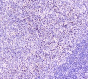 IHC staining of FFPE human tonsil with GM130 antibody at 0.5ug/ml. HIER: boil tissue sections in pH6, 10mM citrate buffer, for 10-20 min followed by cooling at RT for 20 min.