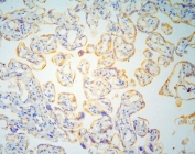 IHC staining of frozen human placental tissue with GM130 antibody.