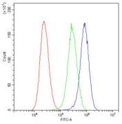 Flow cytometry testing of human U-2 OS cells with GM130 antibody at 1ug/10^6 cells (blocked with goat sera); Red=cells alone, Green=isotype control, Blue= GM130 antibody.