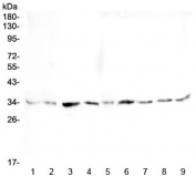 Western blot testing of rat 1) heart, 2) brain, 3) stomach, 4) testis and mouse 5) heart, 6) brain, 7) stomach, 8) testis and 9) NIH3T3 lysate with GOLPH3 antibody at 0.5ug/ml. Predicted molecular weight ~34 kDa.