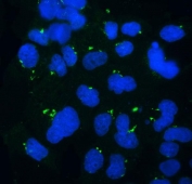 Immunofluorescent staining of FFPE human A431 cells with GOLPH3 antibody (green) and DAPI nuclear stain (blue). HIER: steam section in pH6 citrate buffer for 20 min.