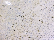 IHC staining of FFPE mouse brain tissue with GOLPH3 antibody. HIER: boil tissue sections in pH8 EDTA for 20 min and allow to cool before testing.