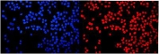 Immunofluorescent staining of FFPE human MCF7 cells with HMGN2 antibody (red) and DAPI nuclear stain (blue). HIER: steam section in pH6 citrate buffer for 20 min.
