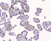 IHC staining of FFPE human placenta with HMGN2 antibody at 2ug/ml. HIER: boil tissue sections in pH6, 10mM citrate buffer, for 10-20 min followed by cooling at RT for 20 min.