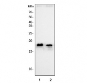 Western blot testing of human 1) SH-SY5Y and 2) HL60 cell lysate with HMGN2 antibody at 0.5ug/ml. Predicted molecular weight ~18 kDa.