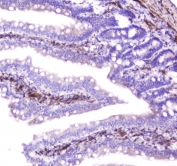 IHC staining of FFPE rat small intestine with Hsp27 antibody at 2ug/ml. HIER: boil tissue sections in pH6, 10mM citrate buffer, for 10-20 min followed by cooling at RT for 20 min.
