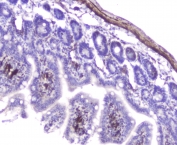 IHC staining of FFPE mouse small intestine with Hsp27 antibody at 2ug/ml. HIER: boil tissue sections in pH6, 10mM citrate buffer, for 10-20 min followed by cooling at RT for 20 min.