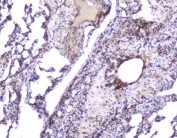 IHC staining of FFPE rat lung with Hsp27 antibody at 2ug/ml. HIER: boil tissue sections in pH6, 10mM citrate buffer, for 10-20 min followed by cooling at RT for 20 min.