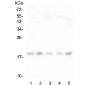 Western blot testing of human 1) HeLa, 2) placenta, 3) U-87 MG, 4) HL-60 and 5) U-937 lysate with IFNG antibody at 0.5ug/ml. Expected molecular weight: 19-24 kDa depending on glycosylation level.