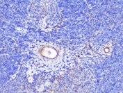 IHC staining of FFPE mouse spleen with SHIP2 antibody at 1ug/ml. HIER: boil tissue sections in pH6, 10mM citrate buffer, for 10-20 min followed by cooling at RT for 20 min.