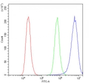Flow cytometry testing of human A431 cells with SHIP2 antibody at 1ug/million cells (blocked with goat sera); Red=cells alone, Green=isotype control, Blue= SHIP2 antibody.