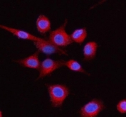 Immunofluorescent staining of FFPE human A549 cells with LMAN1 antibody (red) and DAPI nuclear stain (blue). HIER: steam section in pH6 citrate buffer for 20 min.