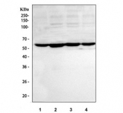 Western blot testing of human 1) A549, 2) HepG2, 3) HeLa and 4) 293T cell lysate with LMAN1 antibody. Predicted molecular weight ~53 kDa.