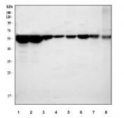 Western blot testing of 1) human A431, 2) human HepG2, 3) rat liver, 4) rat heart, 5) rat C6, 6) mouse liver, 7) mouse heart and 8) mouse NIH 3T3 cell lysate with LMAN1 antibody. Predicted molecular weight ~53 kDa.