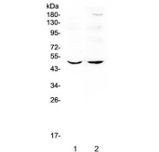 Western blot testing of 1) rat brain and 2) mouse brain lysate with MEF2C antibody at 0.5ug/ml. Predicted molecular weight ~51 kDa.