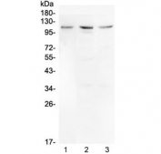 Western blot testing of human 1) U-87 MG, 2) HepG2 and 3) A375 cell lysate with Mib1 antibody at 0.5ug/ml. Predicted molecular weight ~110 kDa.
