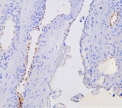 IHC staining of frozen human placental tissue with NOVA1 antibody.